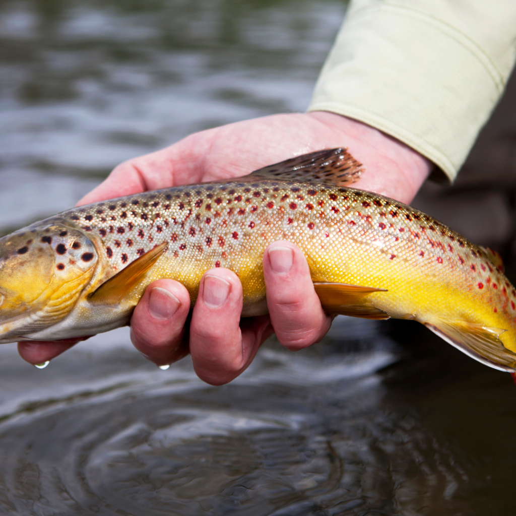 brown trout