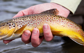 brown trout