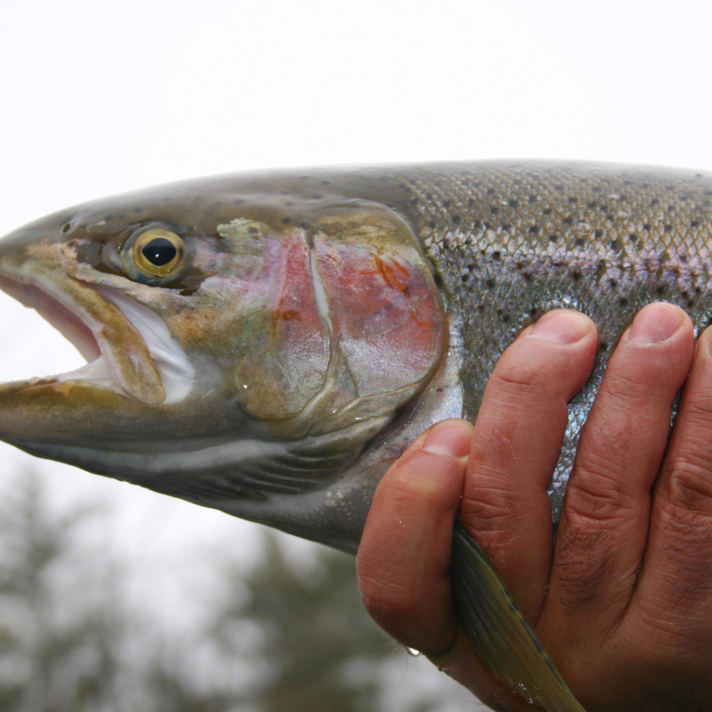 skamania Steelhead