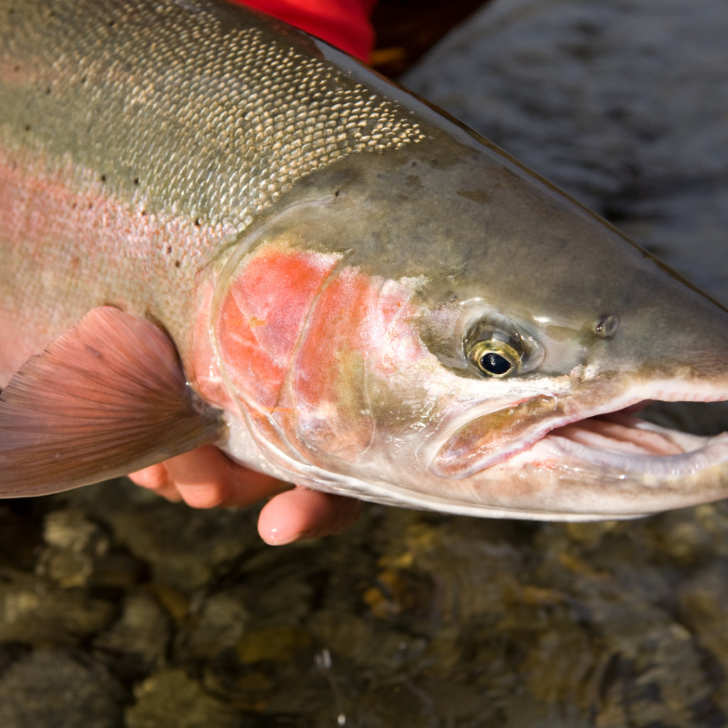 steelhead fishing fishing charter