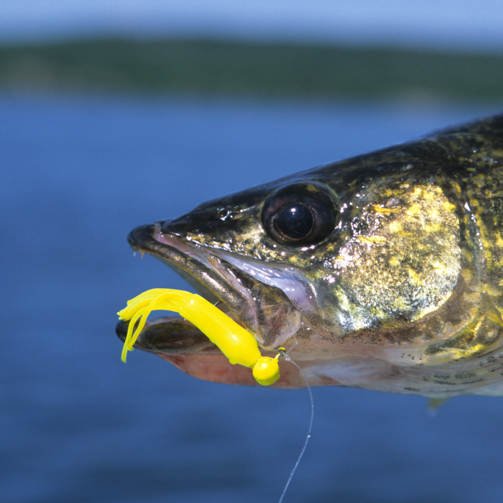 walleye fishing St Joseph