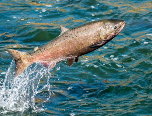 Lake Michigan Salmon Fishing with Seahawk Fishing Charters